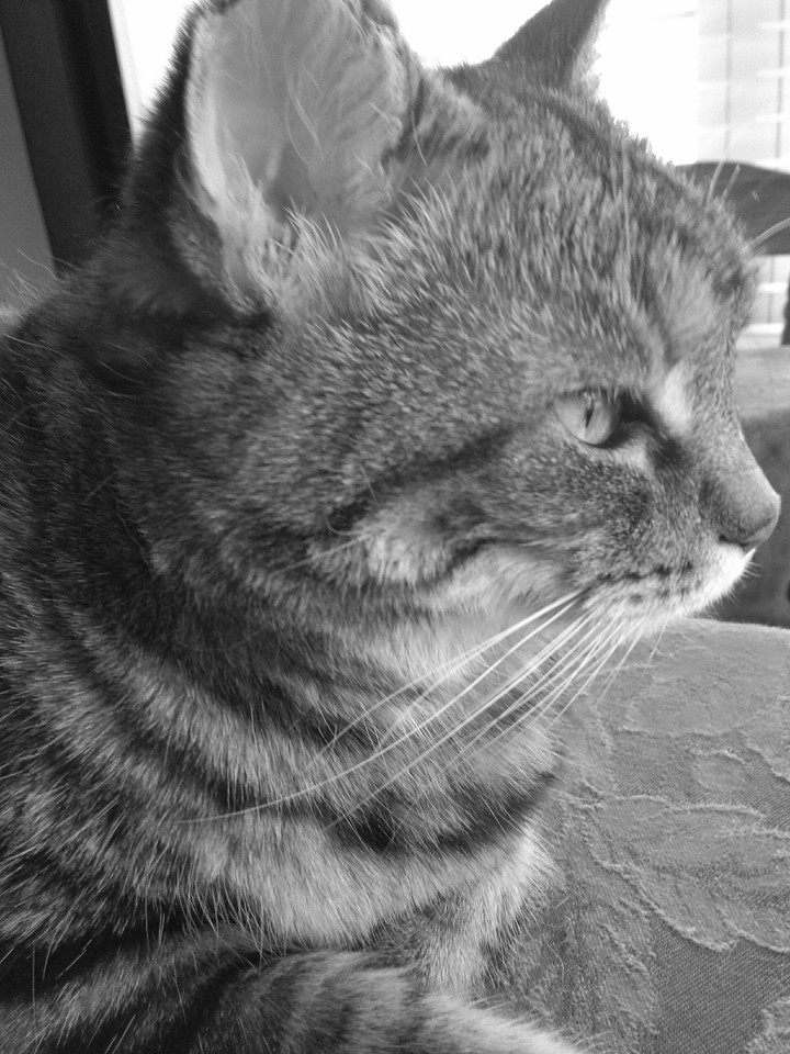 Gracie