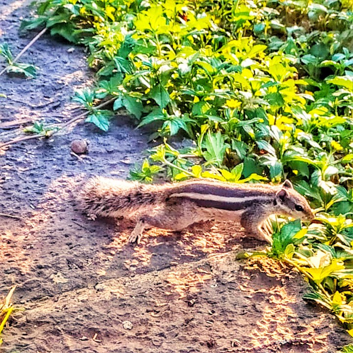 Squirrel Love