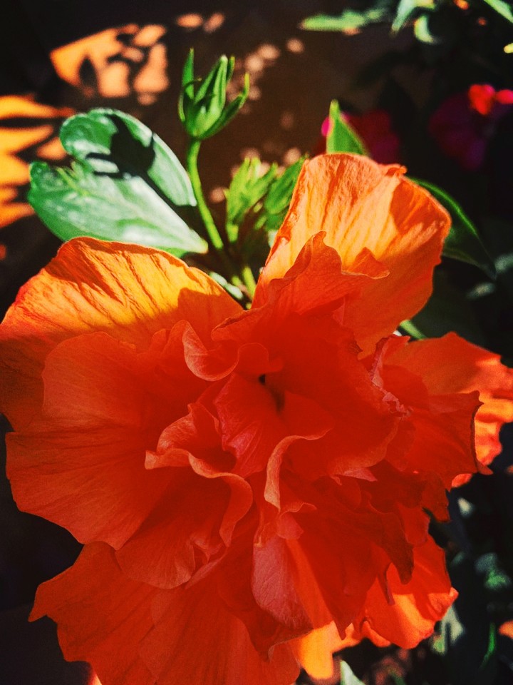blooming hibiscus