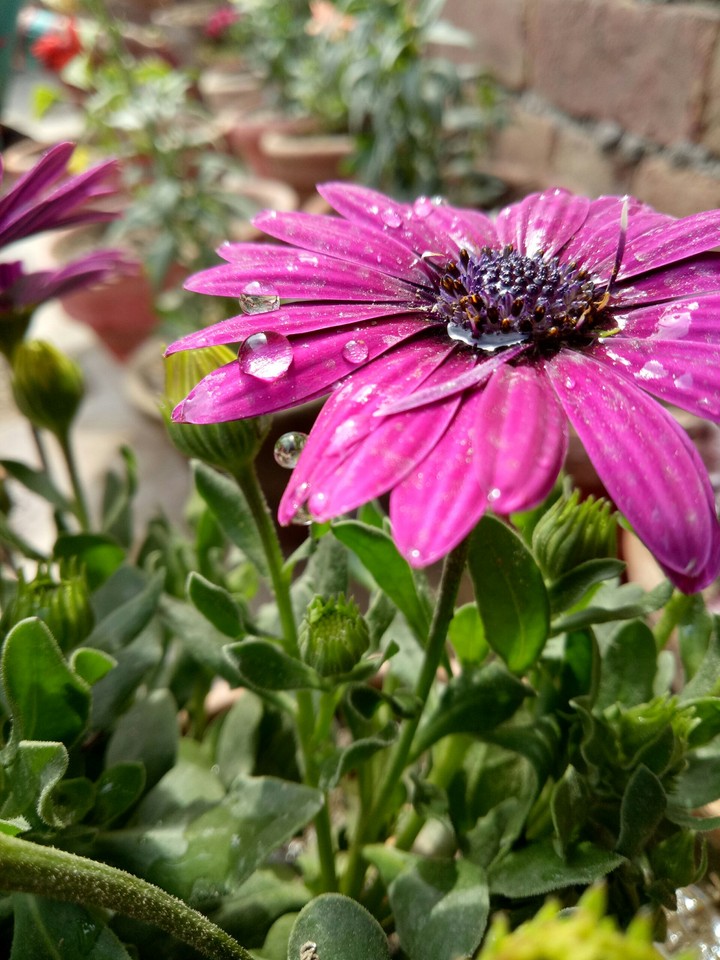 my flower photo