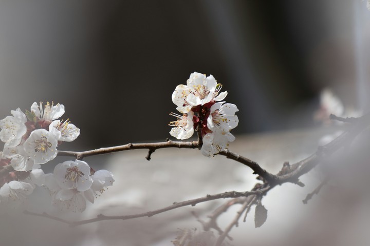 spring magic