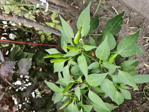 More Peppers!