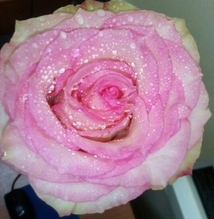 роза