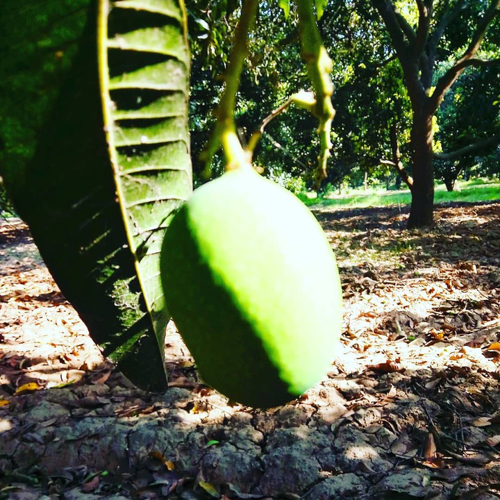 mango