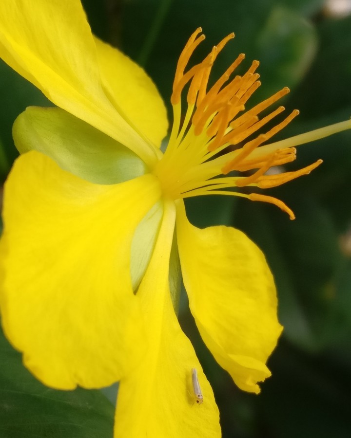 Flower zoomed in