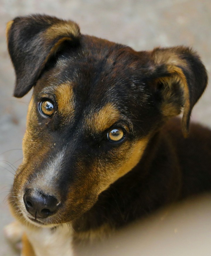 dog eyes