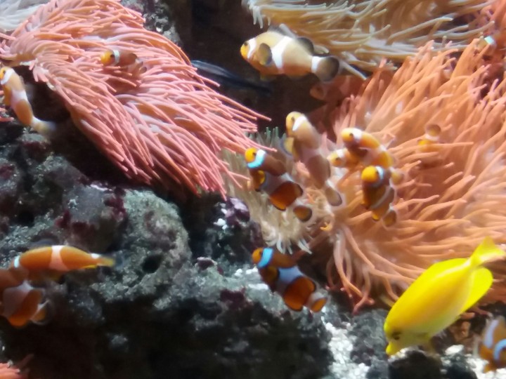 Fish