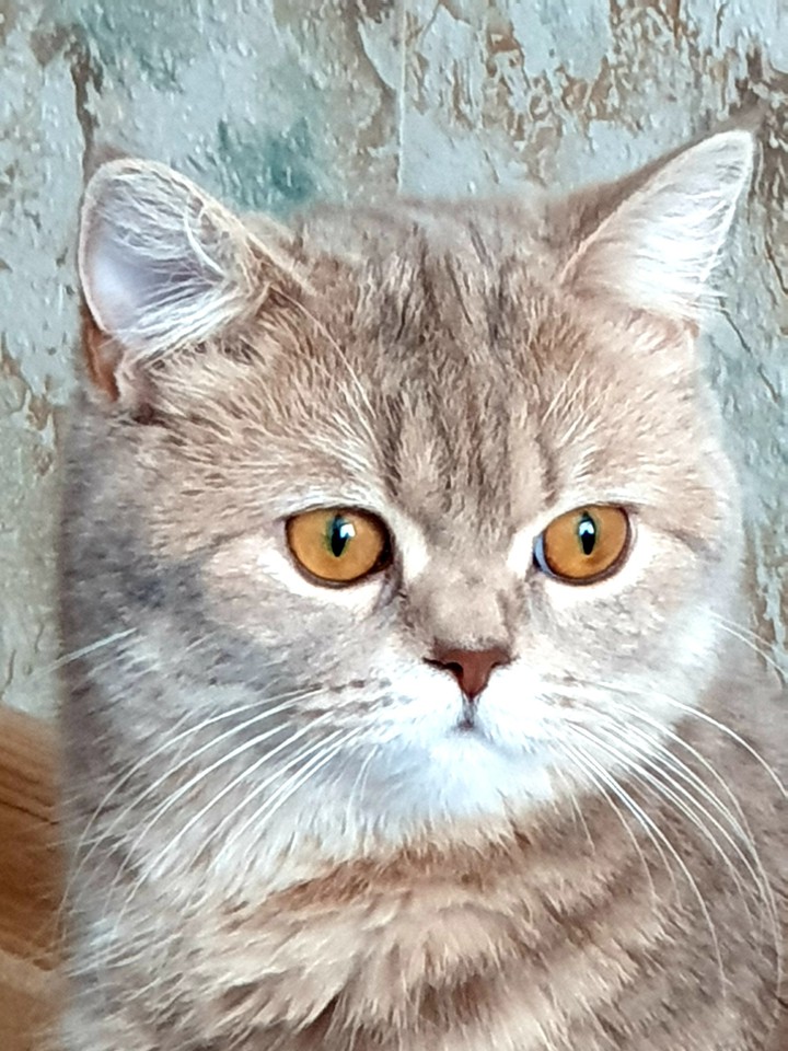 луняшка