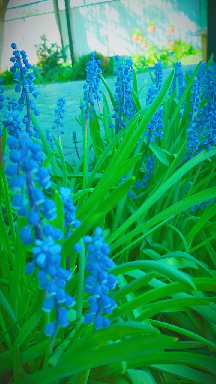зелень