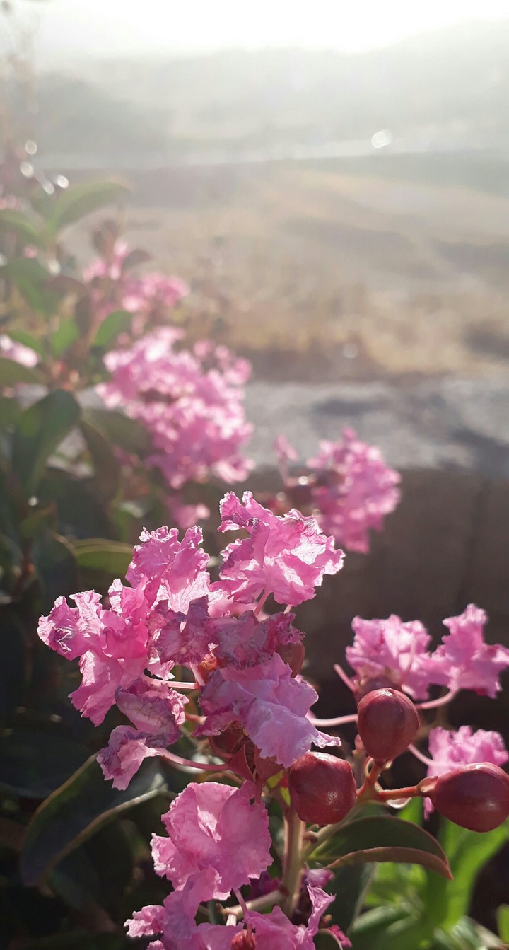 #pink #flower #sunny #day #nature #beauty