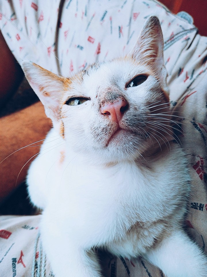 Kitty love