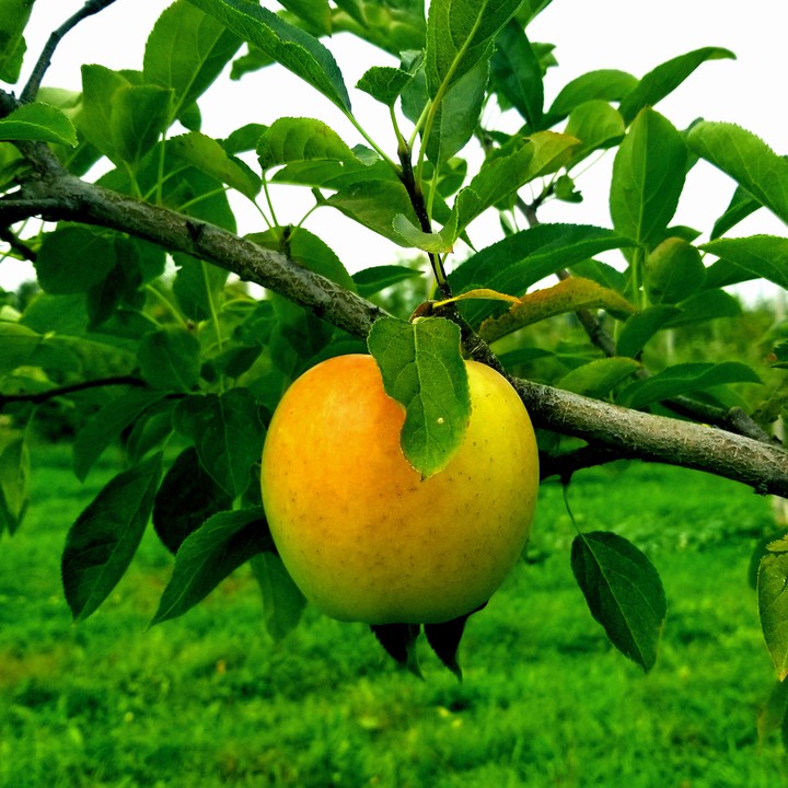 fresh from the farm