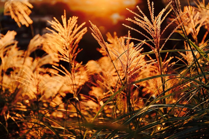 autumn