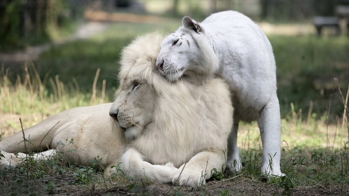 Cute Love