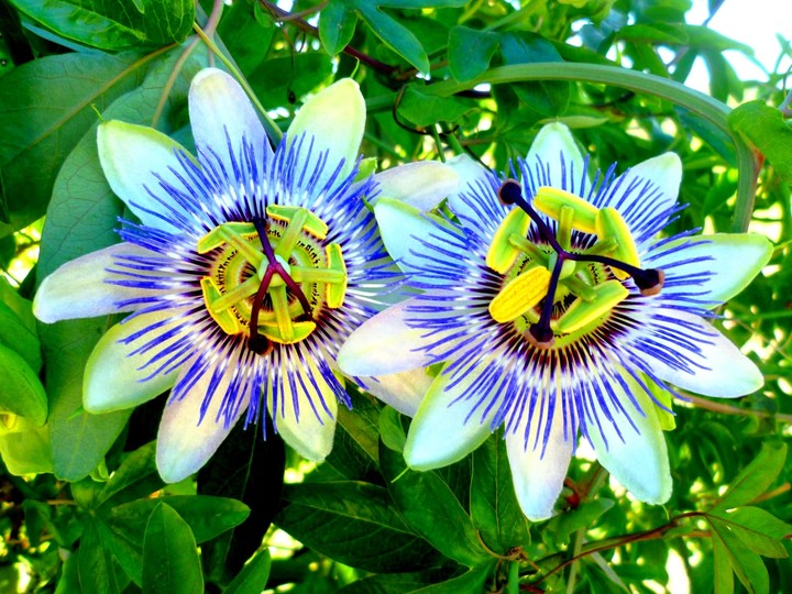 passiflora flowers