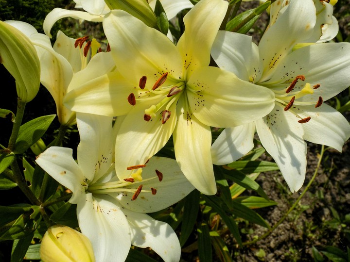 Lilies