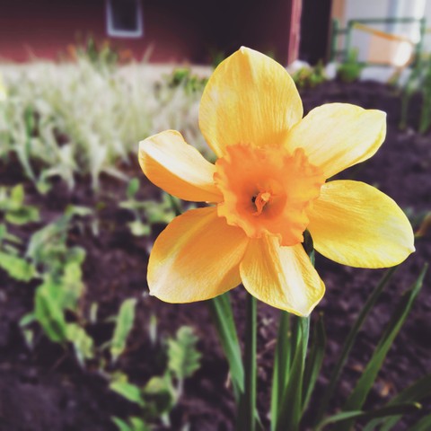 flower.