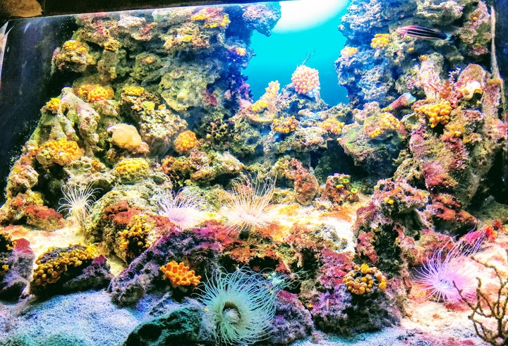 aquarium
