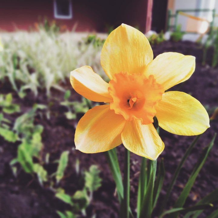 flower.