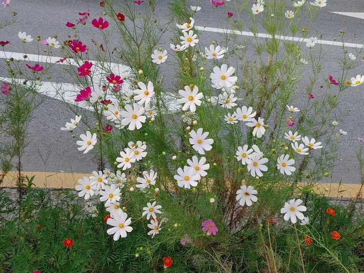 길가의 코스모스