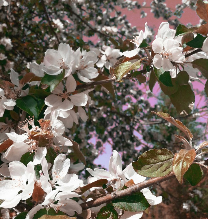spring
