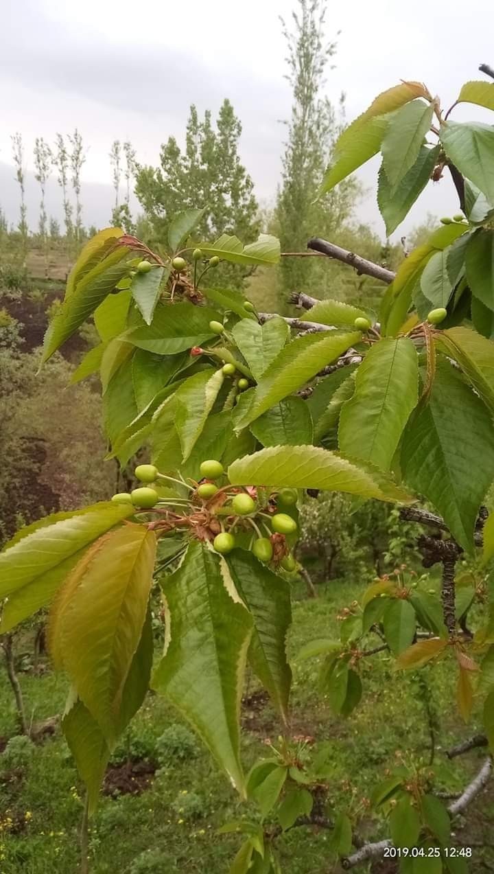 kashmiri cherry ?