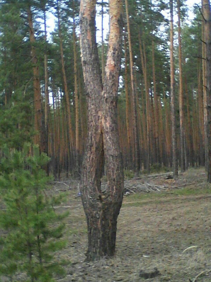 forest of Ukraine