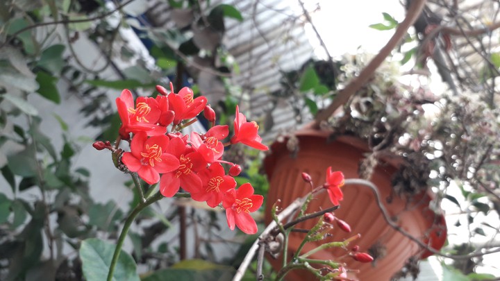 flowers