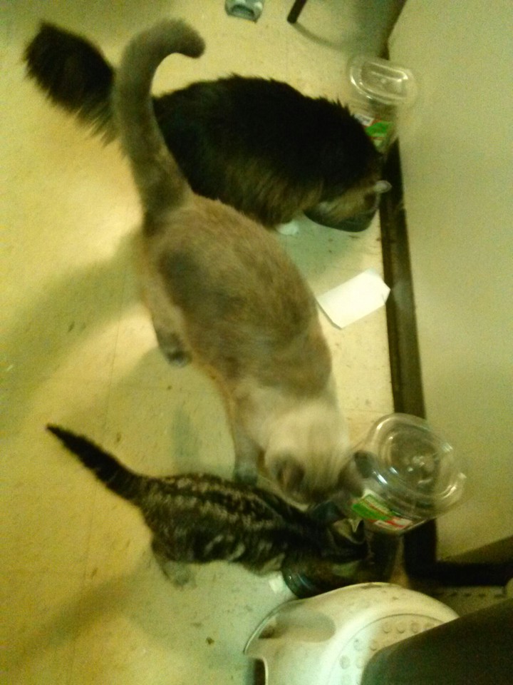 cats
