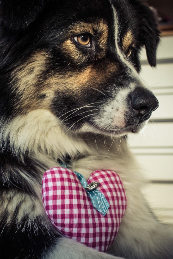 aussie