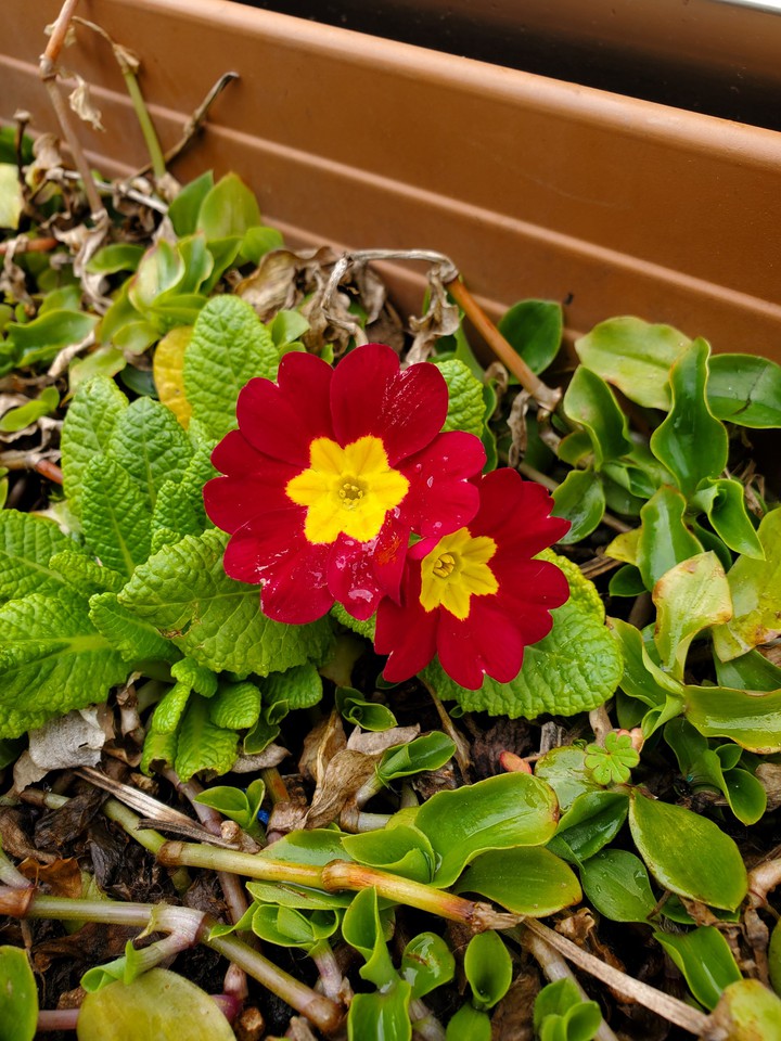 Red flowers
