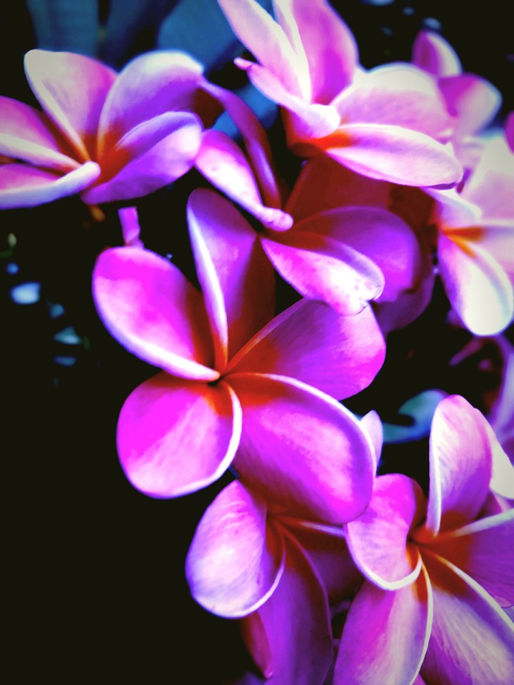 Bloomer