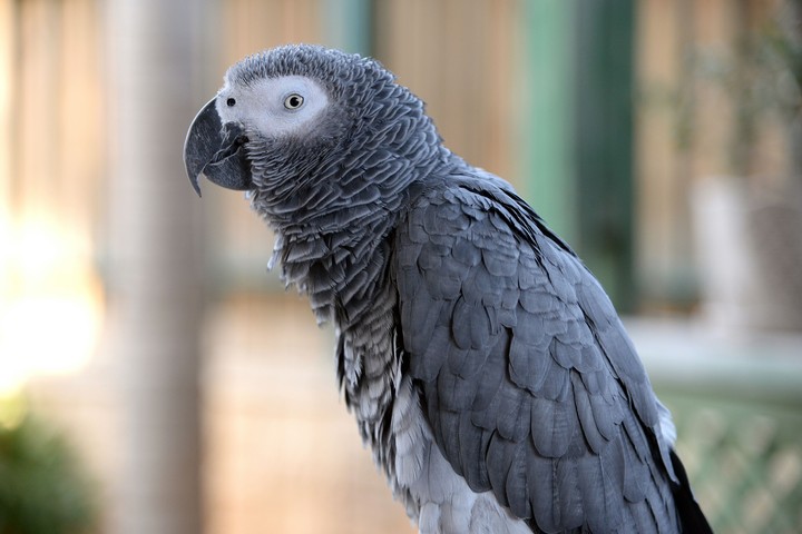 my african grey