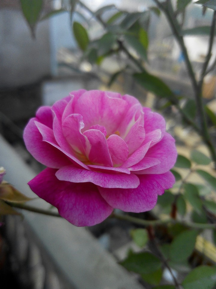 pink rose