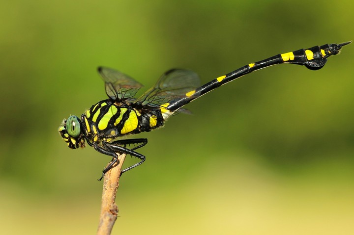 Dragonfly