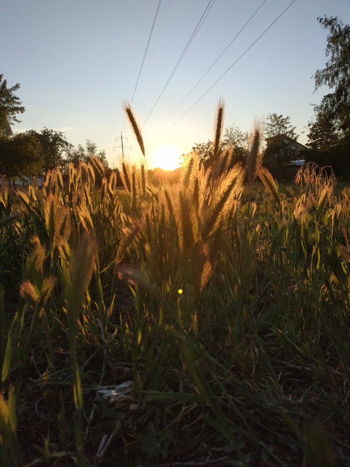 sun grass