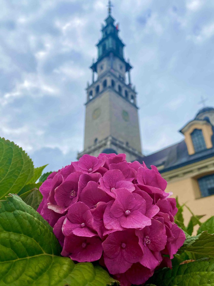 flower
