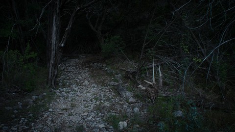 scary woods
