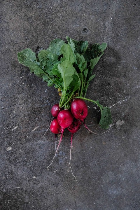 plant, food वॉलपेपर