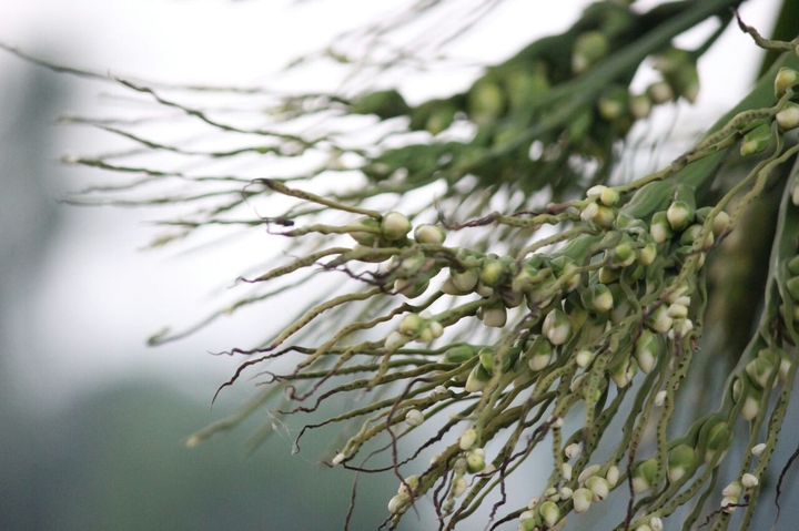 when its ready to bloom