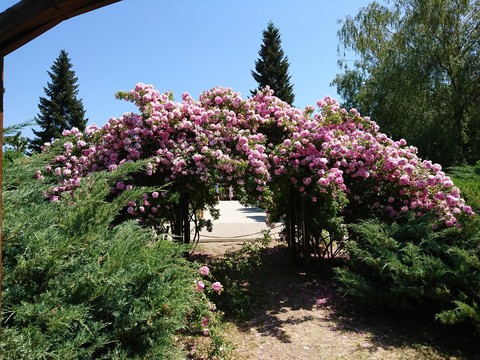 arch of roses