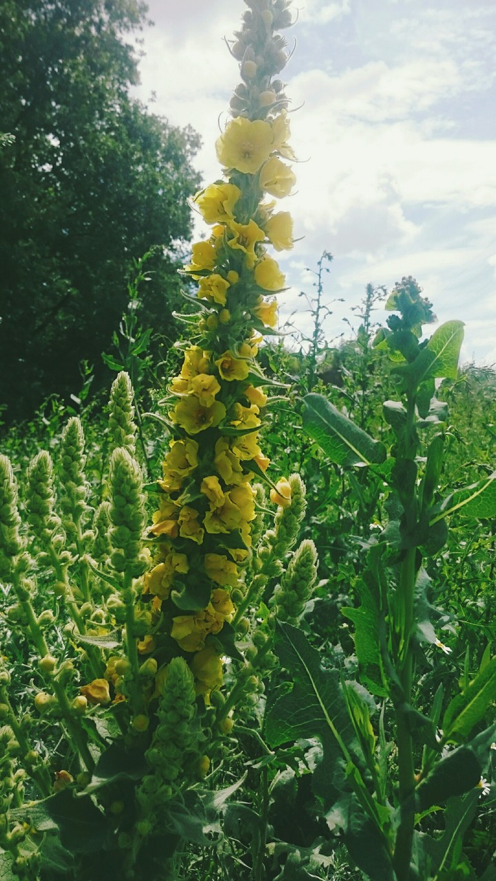 куст