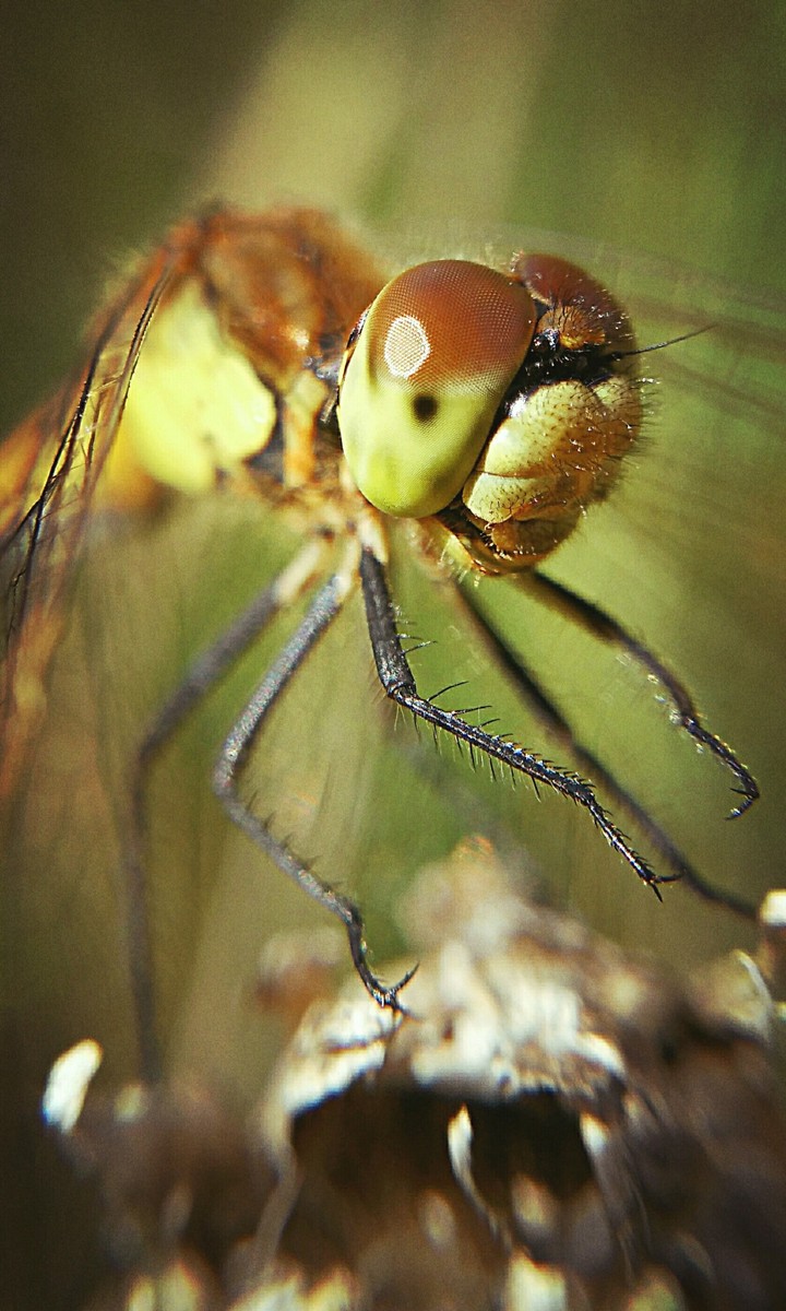 dragonfly