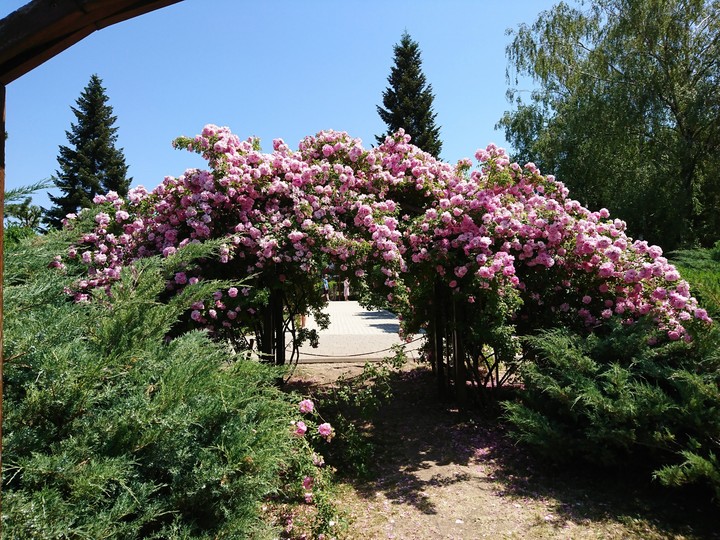 arch of roses