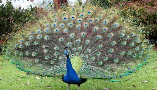 Peacock ❤
