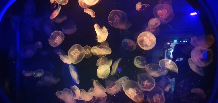 해파리