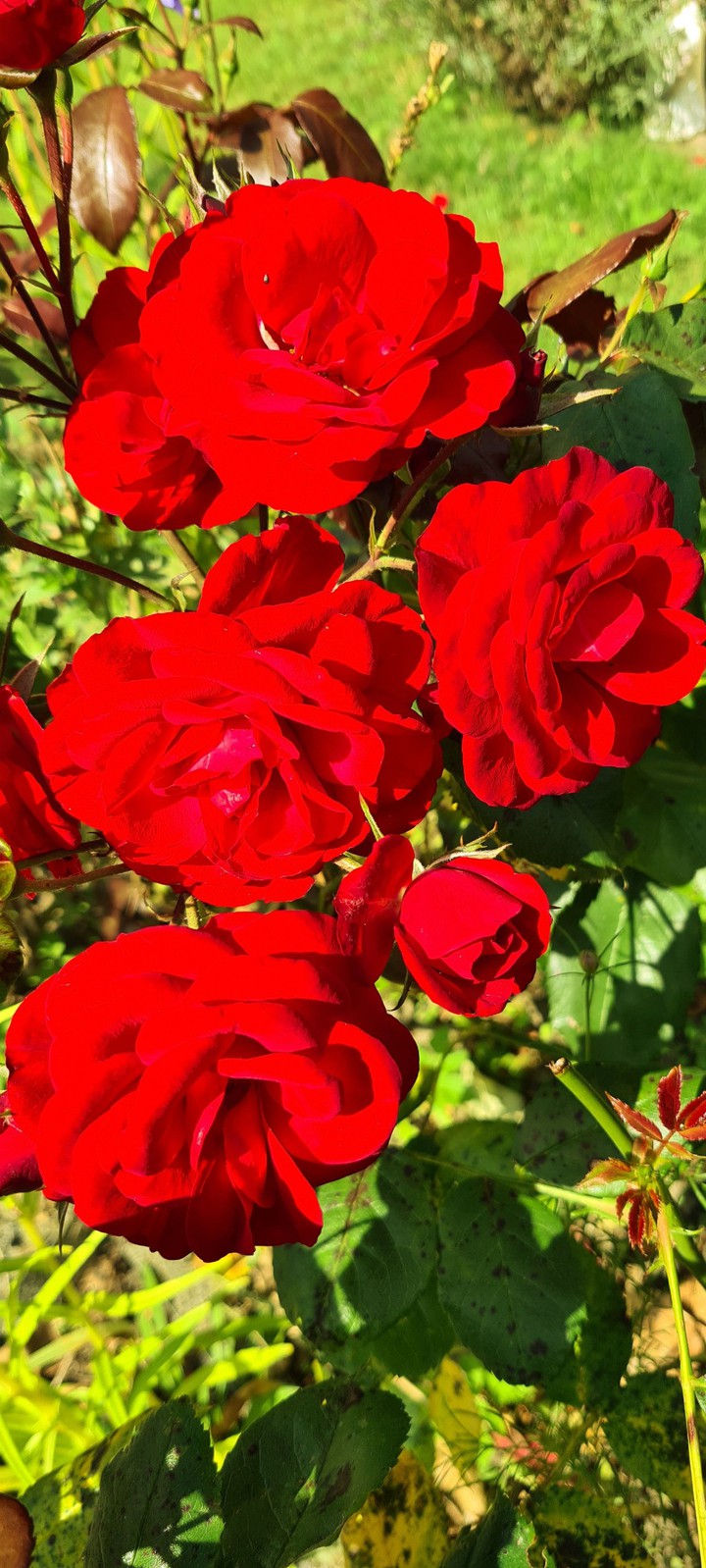 Rosen