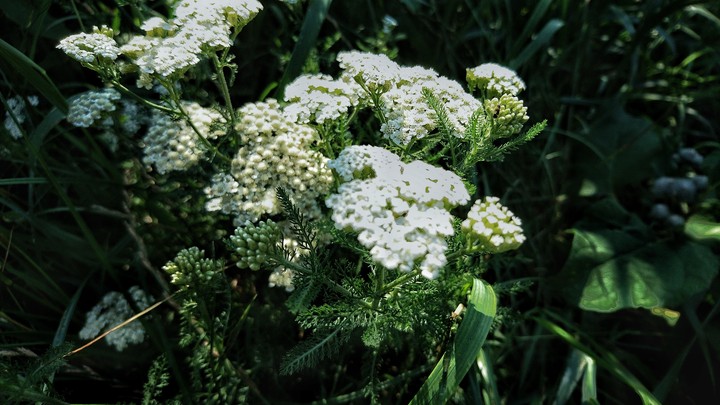 flovers