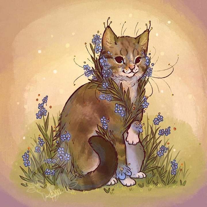 Gato