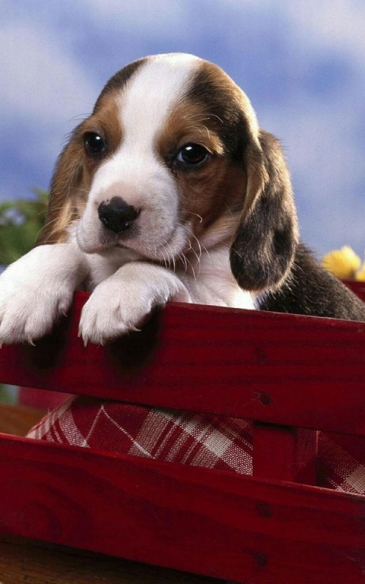 pretty dog